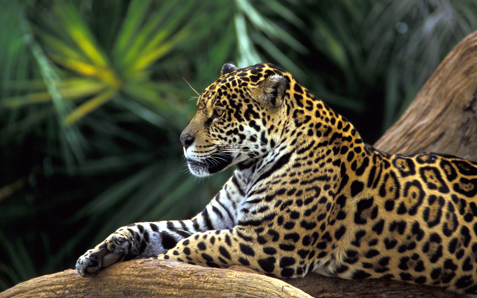 Jaguar in Amazon Rainforest1617210652 - Jaguar in Amazon Rainforest - Rainforest, Kittens, Jaguar, Amazon